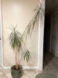 Image result for dracaena