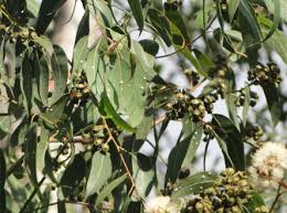 Image result for Canthium oligocarpum