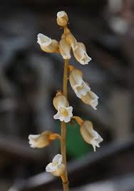 Image result for Gastrodia ballii