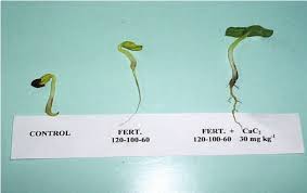 Germinating Seed As Observed In A Preliminary Experiment On