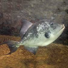 Grey Triggerfish Project Noah Fish Pet Fish Tank Fish