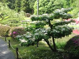 This shrub is classed as a walk through of the pruning process for viburnum bonantense easy to follow instructions on how. In Bloom Two Forms Of Viburnum Plicatum Have Showy White Flowers In Spring Seattle Japanese Garden