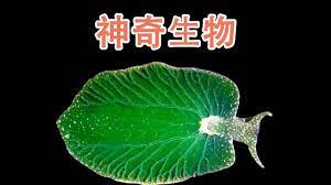pin by 之最世界on 动物之最 plant leaves plants movie posters
