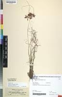 Image result for Cyperus amauropus