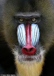 Show Offs Of The Natural World Vibrant Colours And Striking Looks Of Some Of The Planet S Most Colourful Animals Colorful Animals Animals Mandrill