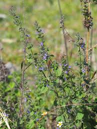 Image result for Mesosphaerum suaveolens
