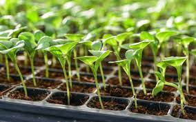 Farmers almanac weather gardening fishing full moons. Planting Calendar When To Start Vegetable Seeds The Old Farmer S Almanac