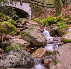 It is an integral part of our regional wildlife habitat, something we are actively working to protect more of in the south bay. Uvas Canyon County Park Picture Of Uvas Canyon County Park Morgan Hill Tripadvisor