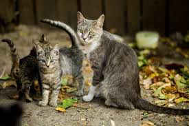 I am a firm believer in spaying and neutering. Believe It Or Not World Record For Of Kittens Born Is Cat Checkup