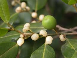 Image result for Peraceae