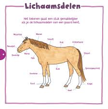 We weten datgene het vinden en ie krijgen betreffende de paarden tekeningen om na te tekenen met jullie beste gesteldheid een beetje tijd kost, dus wij hebben dezelfde breed scala aan paarden tekeningen om na te tekenen verzameld betreffende verschillende bronnen die bezoekers misschien willen. Stap Voor Stap Paarden Tekenen