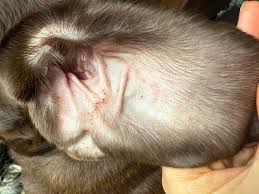 Image result for scabies dog ear