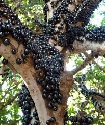 There are of course many other types and varieties of fruit trees you can choose from. Top 10 Rare And Very Unusual Grapes Grape Tree Fruit Garden Grapes