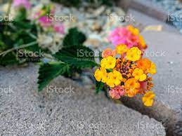 Top Image Lantana Flower Tattoo 2021 Lantana Flower Flowers Lantana