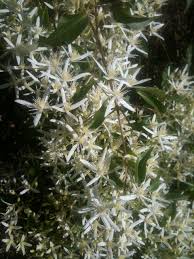 This plant has lush green foliage that sheds itself from autumn to early summer. Australian Native Clematis