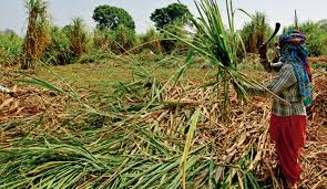 Sugarcane payments worth ₹9,499 crore pending: Govt | Today News