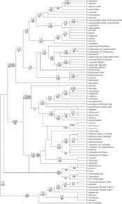 Image result for Satyrium trinerve