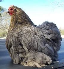 12 bantam cochin blue mottled hatching eggs. Bantam Female Cochins International