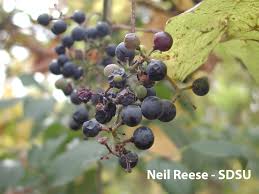 Image result for Vitaceae