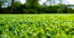 When you establish beautiful growing environment for lawn you also establish that environment for weeds and weeds will grow out of control like crabgrass, clover. Seasonal Lawn Care Tips Scotts Australia Love The Garden