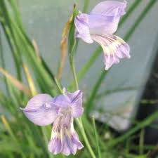 Image result for Gladiolus trichonemifolius