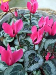They grow large flowers in small clusters along their canes. Indoor Plants Pictures Flowering House Plants Plant Pictures Indoor Flowers