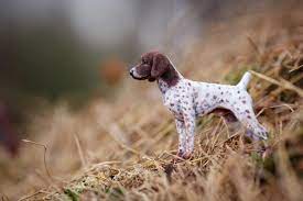 Free dogs and puppies are a rarity as rescues usually charge a small adoption fee to cover their expenses (usually less than $200). 1 12 Miniature German Shorthaired Pointer Cj German Shorthaired Pointer Dog German Shorthaired Pointer Miniature Animals