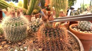 Cactus and succulent society of new zealand. Vlog 2 Removing Dried Cactus Flowers Collecting Cactus Seed Pods Youtube