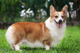 Most loyal and intelligent pembroke welsh corgi puppies are available for sale in indiana, michigan, ohio, and chicago at the best prices. Corgi Puppies For Sale From Reputable Dog Breeders