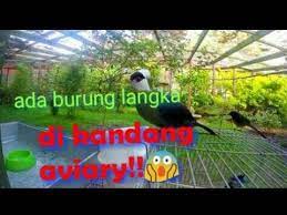Burung yang cocok untuk aviary. Kereeeennn Segala Jenis Burung Ada Di Kandang Aviary Youtube