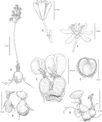 Image result for Emilia jeffreyana