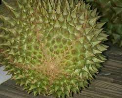 Daging buah musang king memiliki ciri khas antara lain. Kenali Ciri Ciri Bibit Durian Musang King Ini Jika Anda Tak Mau Tertipu Samudrabibit Com