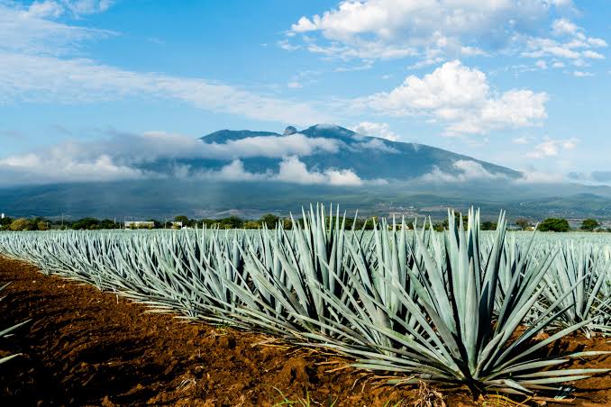 Source: InsideHook/ Tequila Plantation