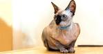 Sphynx - Got allergies? 15 hypoallergenic dogs and cats ...