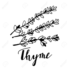 6 801 просмотр 6,8 тыс. Hand Drawn Thyme Plant With Leaves Isolated On White Background Stock Photo Picture And Royalty Free Image Image 98234702