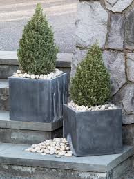 Many varieties of spruce trees also grow in dwarf forms, such as the dwarf alberta spruce and dwarf globe blue spruce. 10 Ways To Use Versatile Dwarf Alberta Spruce In The Landscape Hgtv