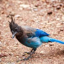 A full service restaurant and bar, jaybirds restaurant & pizzeria, is also onsite. Stellar Jays Wildlife Pictures Arizona Mountain Inn And Cabins Flagstaff Arizona