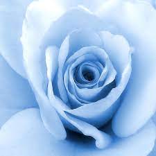 blueflower