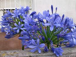 Floristería Agapanto