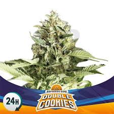 Double Cookies Auto By Bsf Seeds Auto Grow Barato