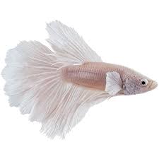 Our other betta, stanislav, gets along very well with the shrimp and other fish. Male White Opal Bettas For Sale Order Online Petco