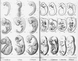 Image result for Embryology