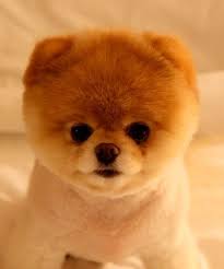 12 Pictures Of Baby Animals So Cute They Don T Look Real Cute Dogs Breeds Baby Animals Cute Baby Animals