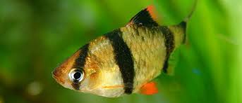There are a number of loaches that might work with your betta fish. Betta Fish And Tiger Barbs Can You Keep Them In Same Aquarium
