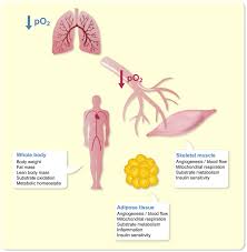 When the muscle contracts, the attachment points. Putative Impact Of Moderate Hypoxia Exposure On Whole Body Skeletal Download Scientific Diagram