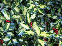 You can shape a holly tree to your tastes by pruning, and some people cut off some lower branches to expose more of the trunk. How And When To Prune Hollies Hgtv