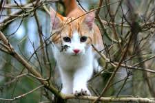 The poisoning is generally not fatal. Toxic Plants For Pets Better Pets And Gardens