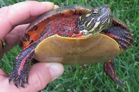 See full list on reptile.guide How To Determine Painted Turtle Gender 6 Easy Ways The Turtle Hub