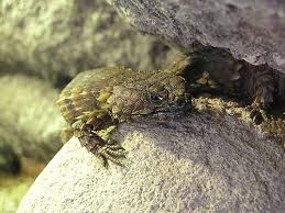 In 2011, it was moved to its own genus based on molecular phylogeny, but formerly it was included in the. Ouroborus Cataphractus Armadillo Girdle Tailed Lizard In Zoos