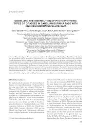 Image result for Aristida rhiniochloa